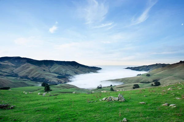 Koyun Yeni Zelanda Nın Canterbury Yarımadasının Tepesinde Otluyor — Stok fotoğraf