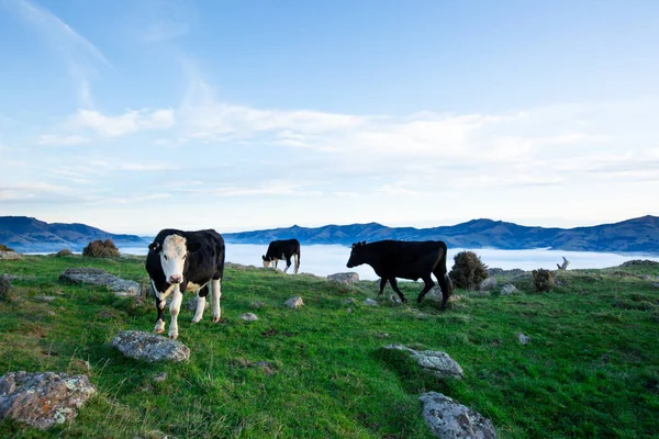 Die Kuh Weidet Oben Auf Der Bank Peninsula Canterbury Neuseeland — Stockfoto