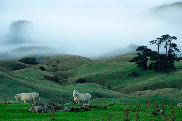 Koyun Yeni Zelanda Nın Canterbury Yarımadasının Tepesinde Otluyor — Stok fotoğraf