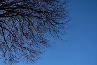 Sonbahar mevsiminden sonra Yeni Zelanda 'nın Oamaru kentinde yaprakları olmayan kış ağaçları..