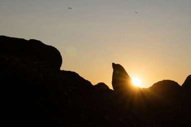 Yeni Zelanda, Oamaru 'daki sahil şeridindeki deniz aslanlarının silueti..