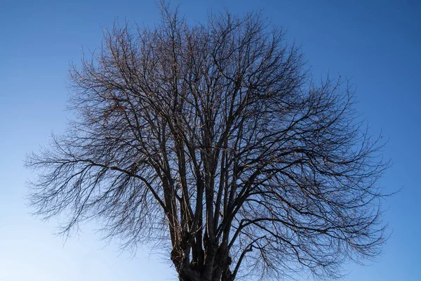 Природа Зимних Деревьев Листьев После Осеннего Сезона Оамару Новая Зеландия — стоковое фото
