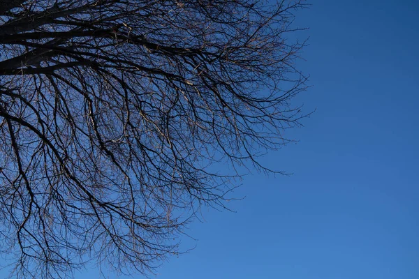 Природа Зимних Деревьев Листьев После Осеннего Сезона Оамару Новая Зеландия — стоковое фото