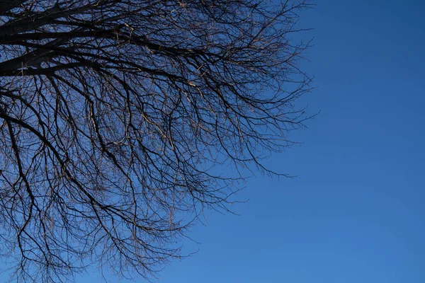 Una Naturaleza Árboles Invierno Sin Hojas Después Temporada Otoño Oamaru — Foto de Stock