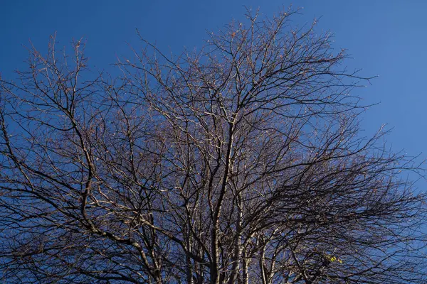 Une Nature Arbres Hiver Sans Feuilles Après Saison Automne Oamaru — Photo