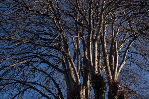 Una Naturaleza Árboles Invierno Sin Hojas Después Temporada Otoño Oamaru — Foto de Stock