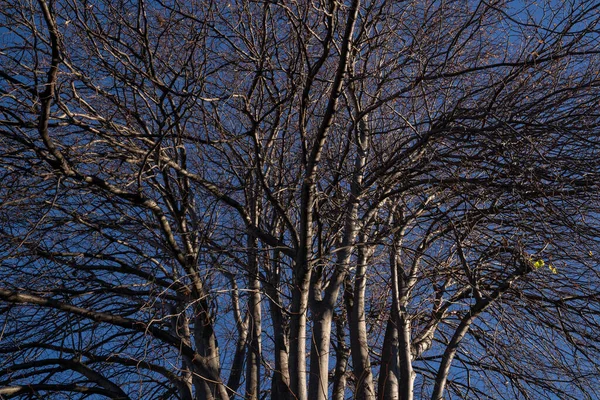 Una Naturaleza Árboles Invierno Sin Hojas Después Temporada Otoño Oamaru — Foto de Stock