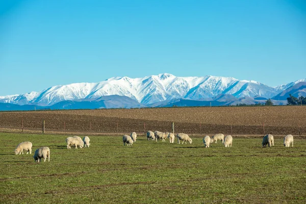 Schöne Landschaft Neuseelands Von Grünem Gras Bedeckte Hügel Mit Schafherden — Stockfoto
