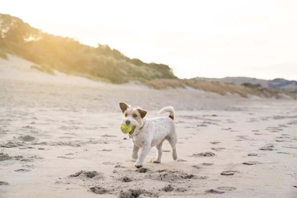 Happy Jack Russell Terrier Long Hair Dog Running Beach Ball — Stock Photo, Image