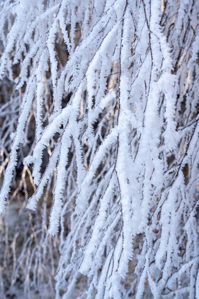 Natural background with frozen dried meadow covered with shiny transparent frosty crystals in a frosty morning. Close up shot.