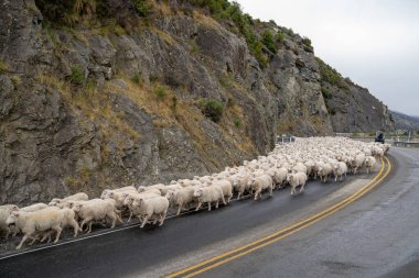 Yeni Zelanda 'nın Güney Adası' ndaki Queenstown 'a giden kırsal, otoban yolundan sürüler halinde sürülüyor. .