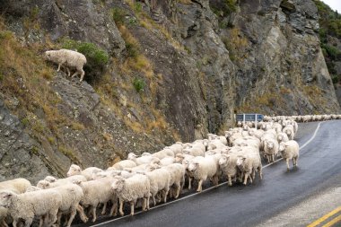 Yeni Zelanda 'nın Güney Adası' ndaki Queenstown 'a giden kırsal, otoban yolundan sürüler halinde sürülüyor. .