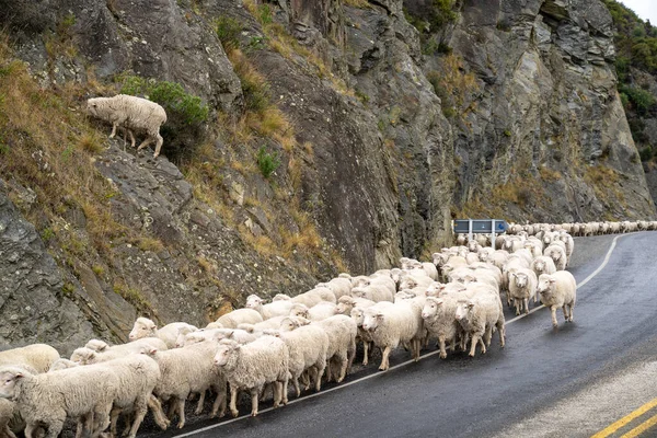 Schafherde Wird Auf Einer Landstraße Nach Queenstown Auf Neuseelands Südinsel — Stockfoto