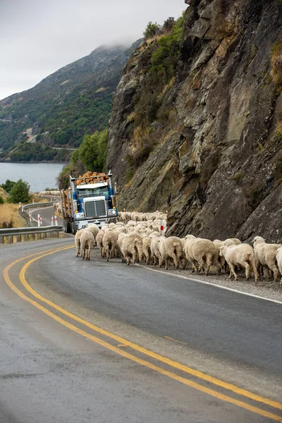Yeni Zelanda 'nın Güney Adası' ndaki Queenstown 'a giden kırsal, otoban yolundan sürüler halinde sürülüyor. .