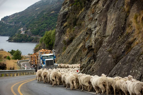 一群羊被赶着走在一条通往新西兰南岛昆士城的公路上 免版税图库图片