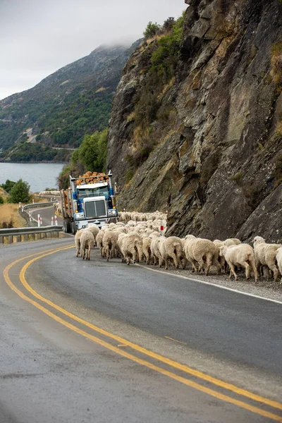 一群羊被赶着走在一条通往新西兰南岛昆士城的公路上 图库图片