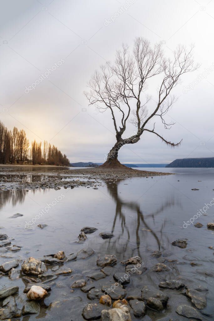 The lonely tree at Lake Wanaka with misty background, New Zealand.