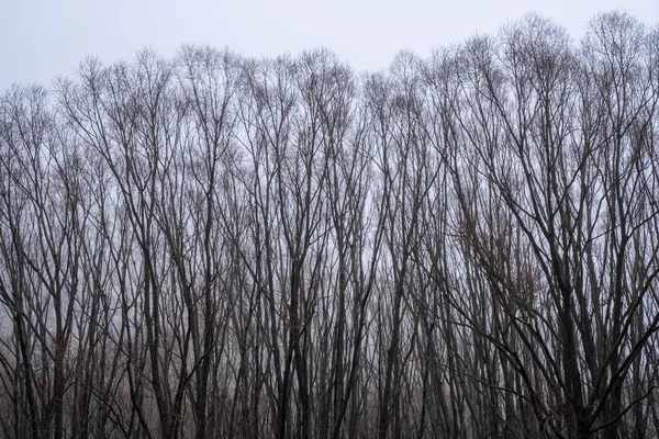 Фоновая Текстура Ветвей Дерева Туманом — стоковое фото