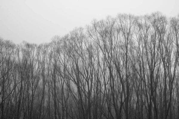 Baumzweig Hintergrundtextur Mit Nebel — Stockfoto