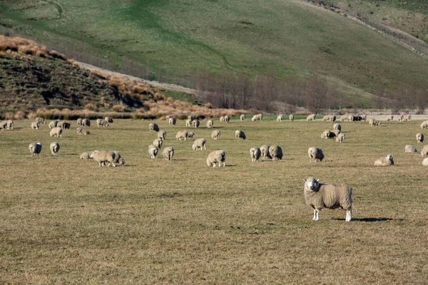 Schafherde Der Natur Auf Der Wiese Landwirtschaft Freien Neuseeland — Stockfoto