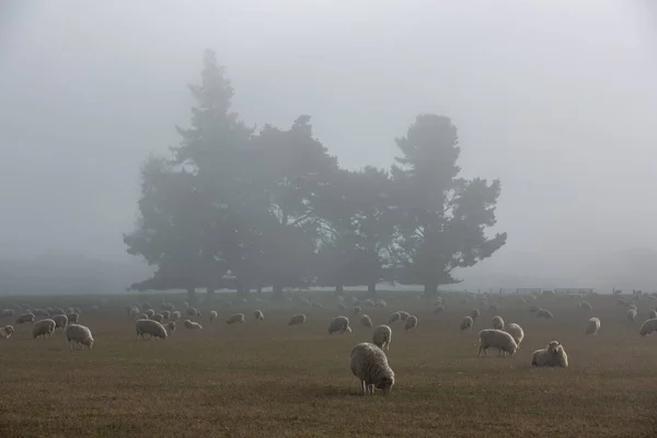 Troupeau Moutons Dans Nature Sur Prairie Agriculture Rurale Plein Air — Photo