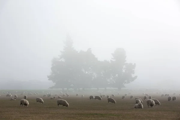 Troupeau Moutons Dans Nature Sur Prairie Agriculture Rurale Plein Air — Photo