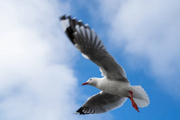 Red Billed Gull Flying Blue Sky Cloud Christchurch New Zealand — Stock Photo, Image