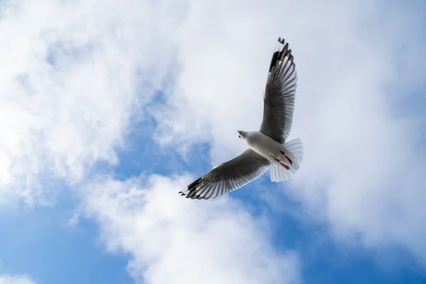 Roodsnavelmeeuw Vliegt Met Blauwe Lucht Wolk Christchurch Nieuw Zeeland — Stockfoto