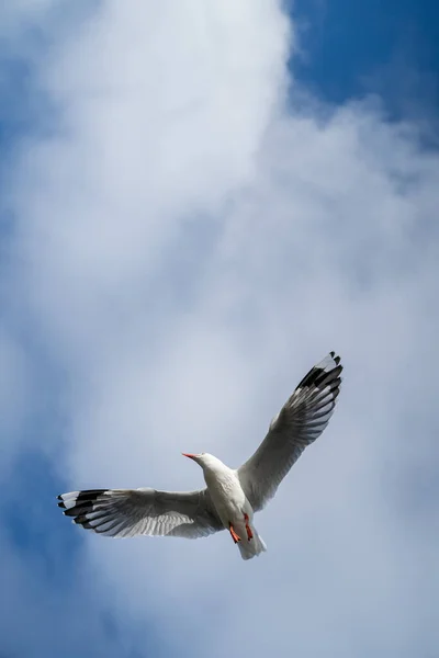 Red Billed Gull Flying Blue Sky Cloud Christchurch New Zealand — Stock Photo, Image