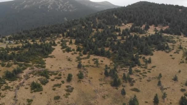 Aerial Shot Overlooking Mountains Forest Many Firs — Stock Video