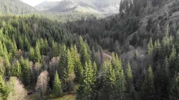 Aerial Shot Overlooking Mountains Forest Many Firs — Stock Video