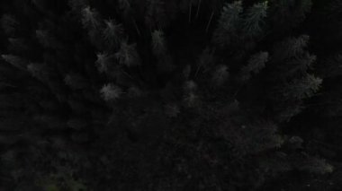 Hava atış dağlara bakan. Birçok firs orman