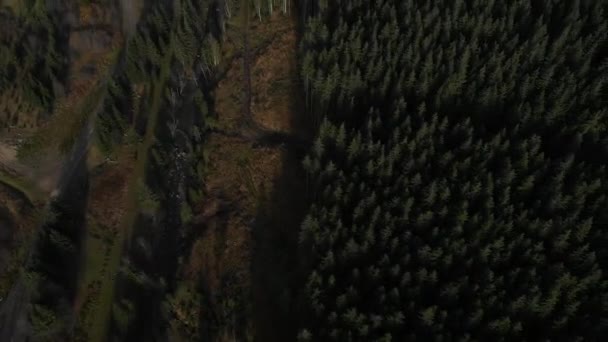 Luftaufnahme Mit Blick Auf Die Berge Wald Viele Tannen — Stockvideo