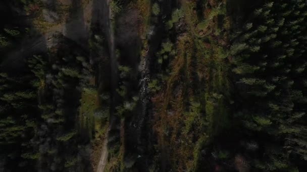 Φάρος Θέα Στα Βουνά Δάσος Πολλές Έλατα — Αρχείο Βίντεο
