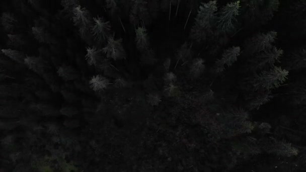 俯瞰山脉的空中射门 森林许多冷杉 — 图库视频影像