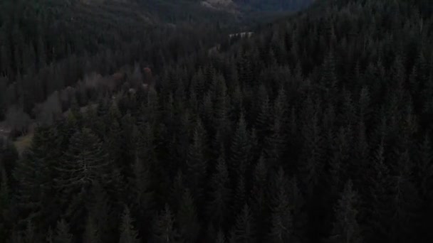 俯瞰山脉的空中射门 森林许多冷杉 — 图库视频影像