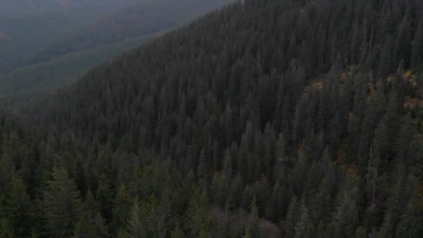 Vue aérienne surplombant les montagnes. Forêt de nombreux sapins 