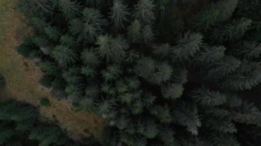 Hava atış dağlara bakan. Birçok firs orman
