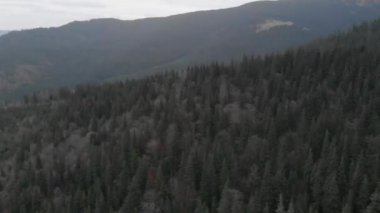 Hava atış dağlara bakan. Birçok firs orman   