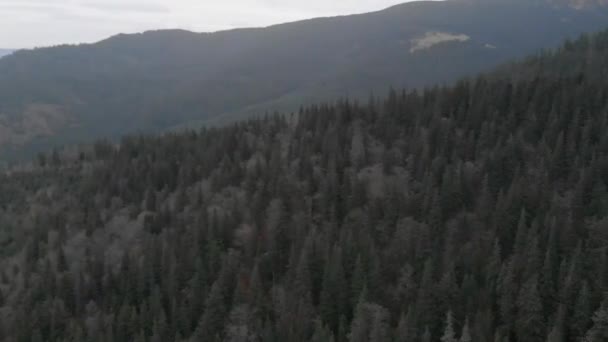 Vue aérienne surplombant les montagnes. Forêt de nombreux sapins    