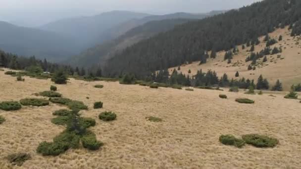 Luftaufnahme Mit Blick Auf Die Berge Wald Viele Tannen — Stockvideo