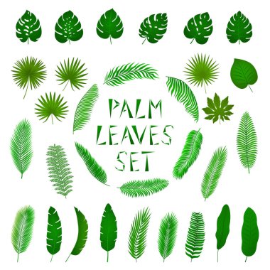 Yeşil tropikal palmiye yapraklarının toplanması. Büyük set. Gradyan. Tasarımınız için parlak ve dekoratif yapraklar kumaşlar, kartlar, afişler, reklam posterleri. Beyaz bir arkaplanda izole edilmiş.