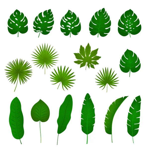 Kolekcja Wektorowych Zielonych Liści Palmy Tropikalnej Gradient Jasne Dekoracyjne Listki — Wektor stockowy