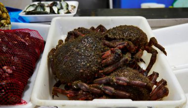 Galiçya 'nın haliçlerinden hakiki örümcek yengeci