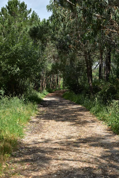 Camino Través Bosque Pinos Dentro Bosque —  Fotos de Stock