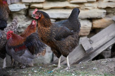 Ücretsiz aralığı tavuk alanındaki