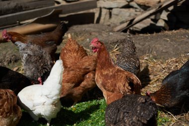 Ücretsiz aralığı tavuk alanındaki