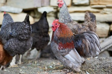 Ücretsiz aralığı tavuk alanındaki