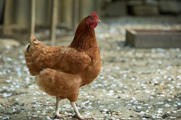 Pollos Campo Libres — Foto de Stock