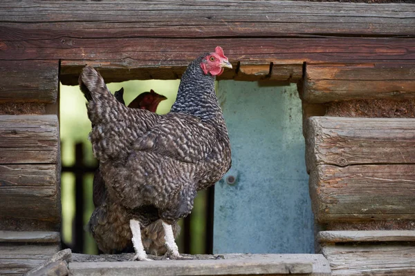 Pollos Campo Libres — Foto de Stock